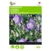 Campanula Carpatica (blauw Karpatenklokje) -DCM Verkoopwinkel campanula carpatica blauw karpatenklokje 1646840336 533 600