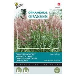 Chinees Prachtriet New Hybrids - Miscanthus Sinensis