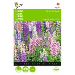 Lupinus Polyphyllus Russells Hybrids Mix