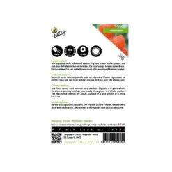 DCM Verkoopwinkel -DCM Verkoopwinkel physalis alkekengi oranje lampionnetjes 1646840337 558 600