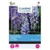 Wisteria Blauw (Klimmer) -DCM Verkoopwinkel wisteria blauw klimmer 1646840341 653 600