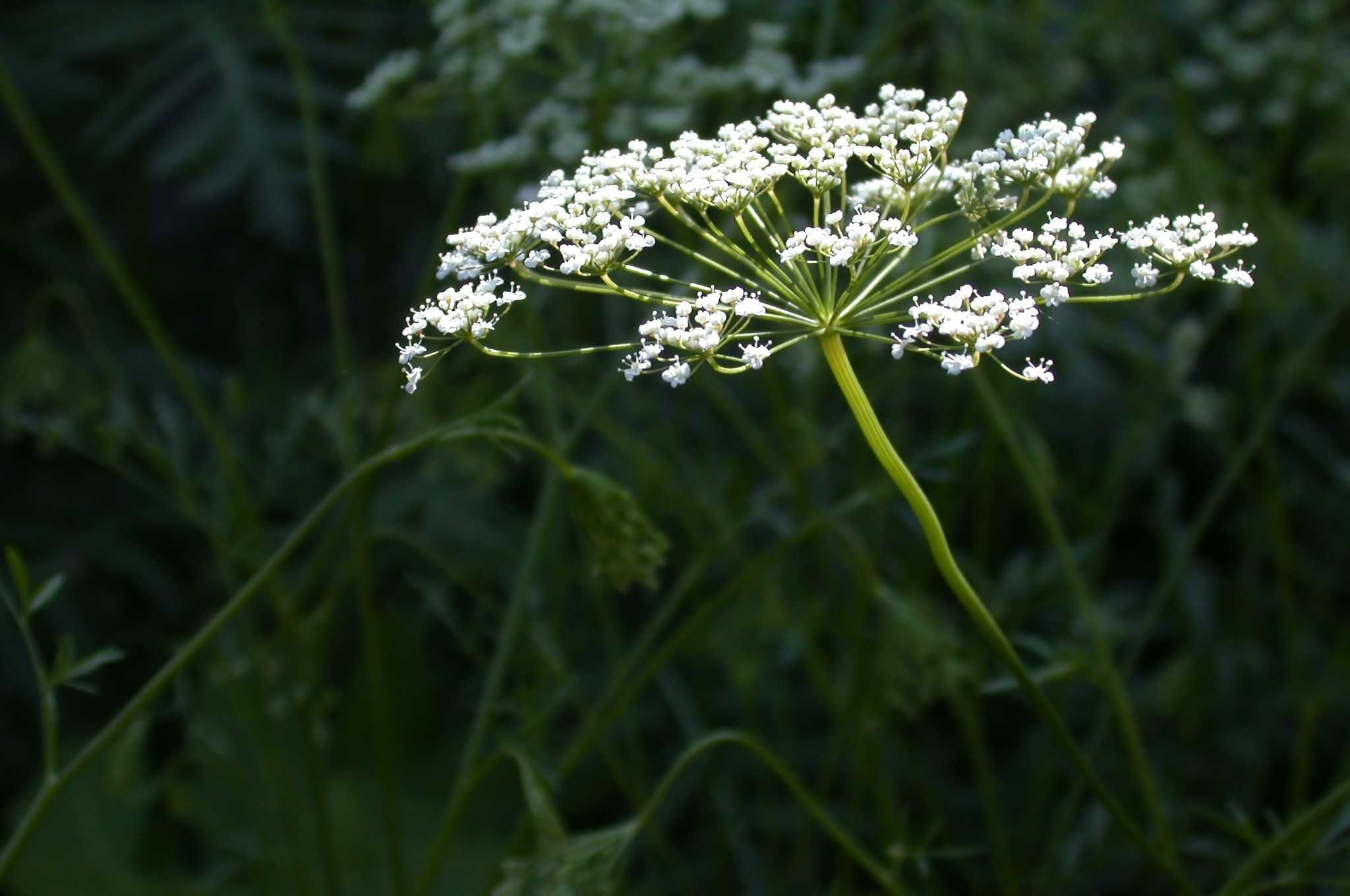 DCM Verkoopwinkel -DCM Verkoopwinkel anise in flower e1751530610815