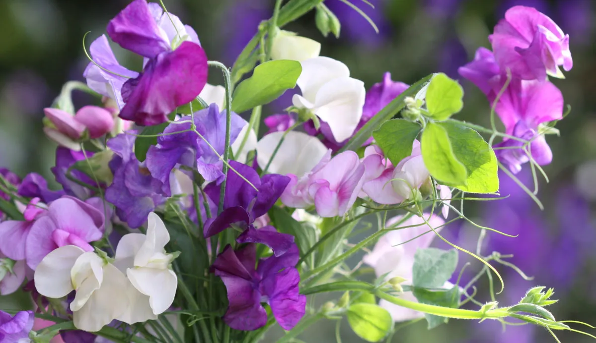 DCM Verkoopwinkel -DCM Verkoopwinkel calendar